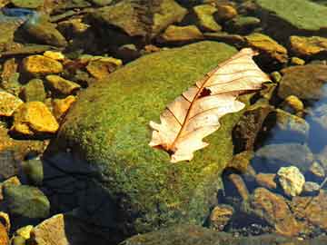 管家一肖一碼最準(zhǔn)——揭秘精準(zhǔn)預(yù)測(cè)的秘密，揭秘管家一肖一碼，精準(zhǔn)預(yù)測(cè)的秘密之道