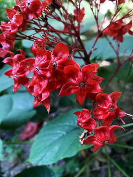 狀元紅網(wǎng)，揭秘4987精準(zhǔn)資料的秘密，狀元紅網(wǎng)揭秘，精準(zhǔn)資料4987背后的秘密