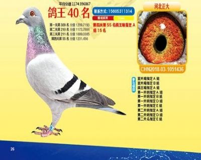 王中王四馬一肖，探尋背后的故事與奧秘，王中王四馬一肖，背后的故事與奧秘探尋